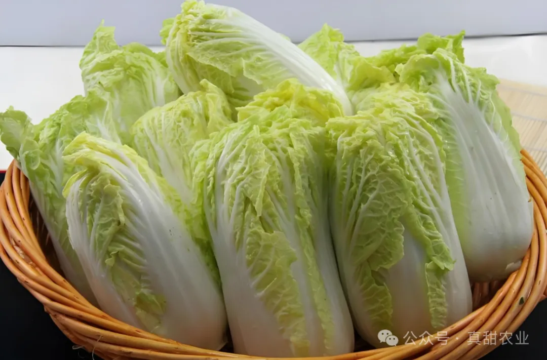 冷空气来袭, 近期蔬菜行情高位