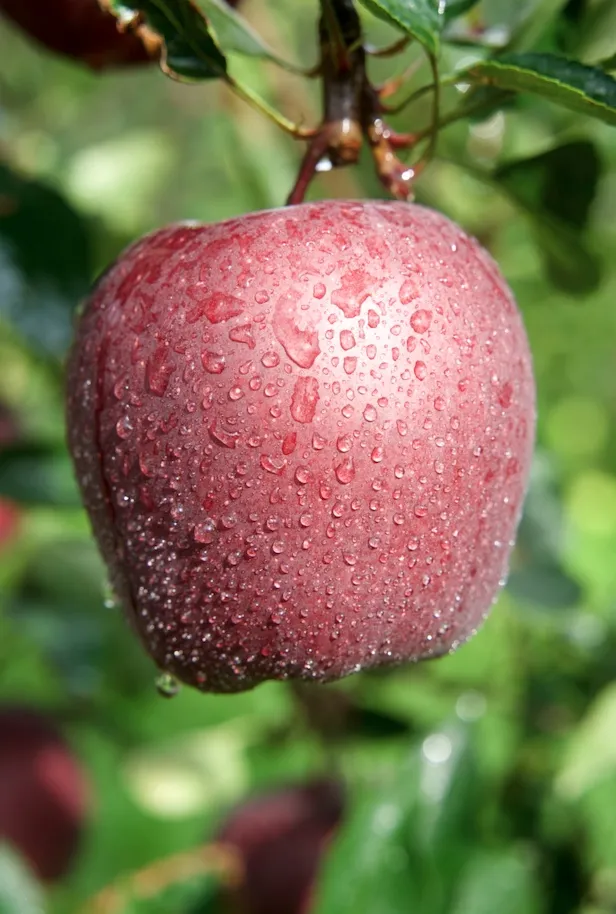昭通黑卡苹果,香甜爽脆,满口都是醇厚香甜的苹果香气