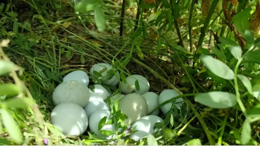 秦岭深处的有机食材之两当县“全域有机”发展的破局与前景