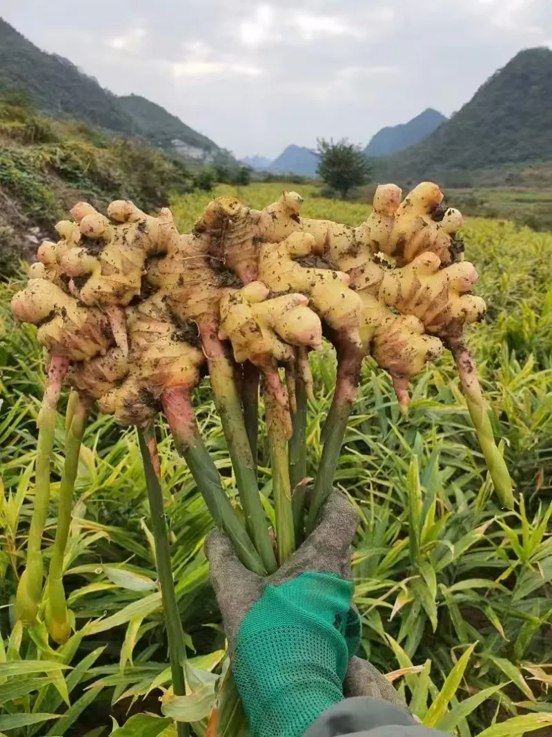包裹着热辣内心和“清凉外衣”的姜皮