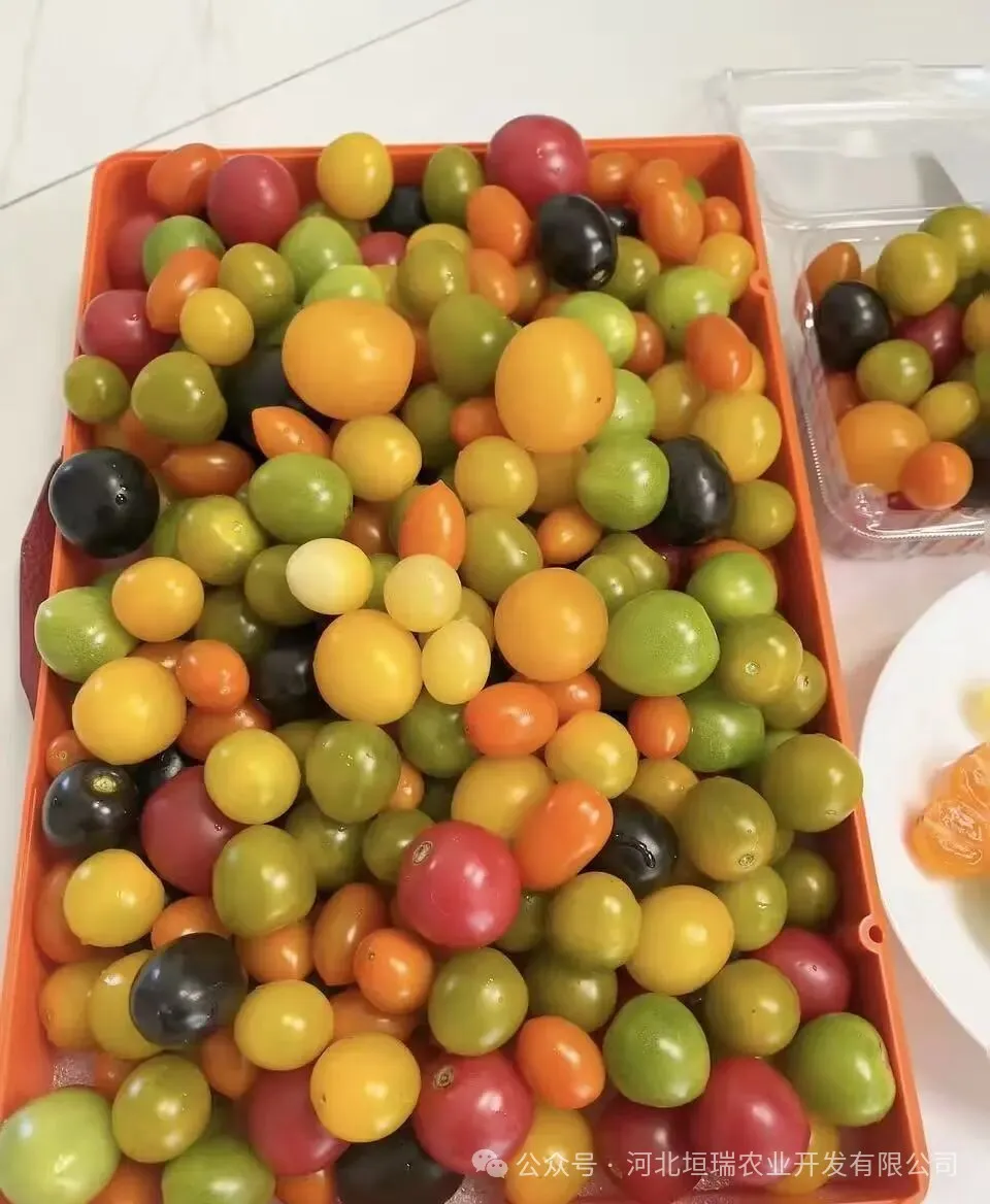 有机圣女果不是网红果，而是当餐优选安心果