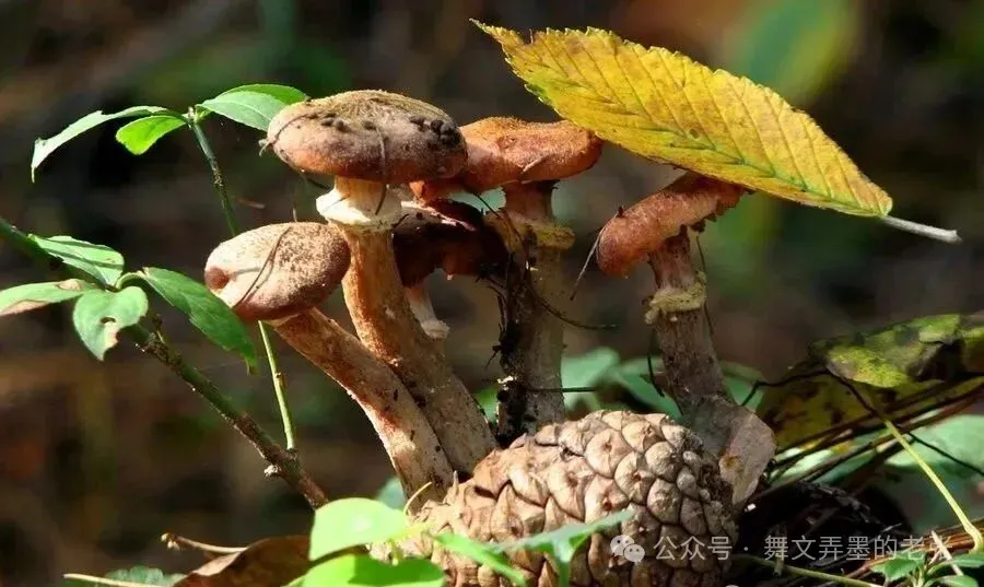 山珍双骄食材榛蘑与元蘑