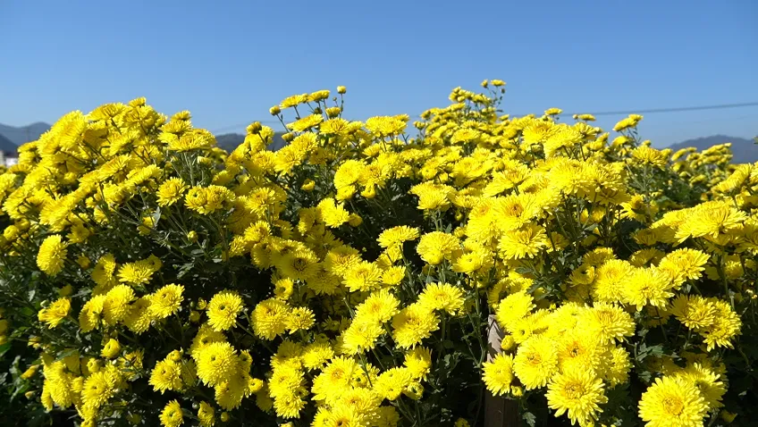 当餐优选食材香气扑鼻!建德产“紧俏货”又上新
