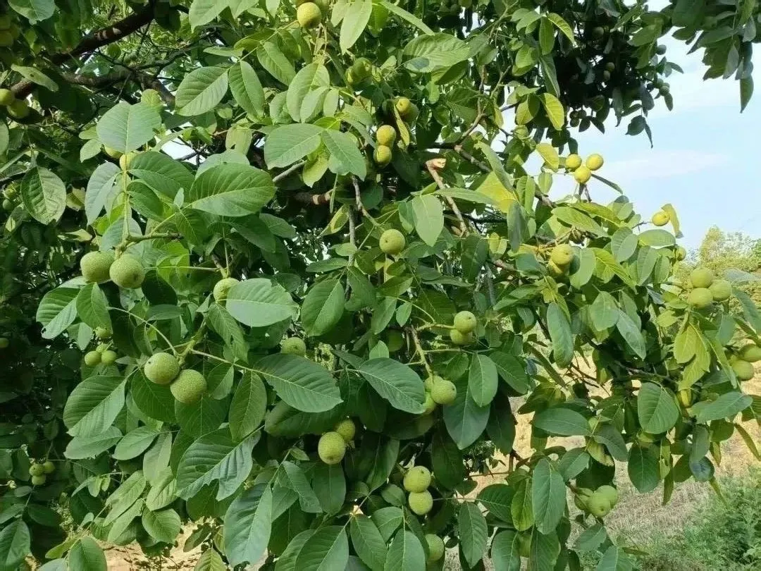 秦岭深处的有机食材之两当县“全域有机”发展的破局与前景