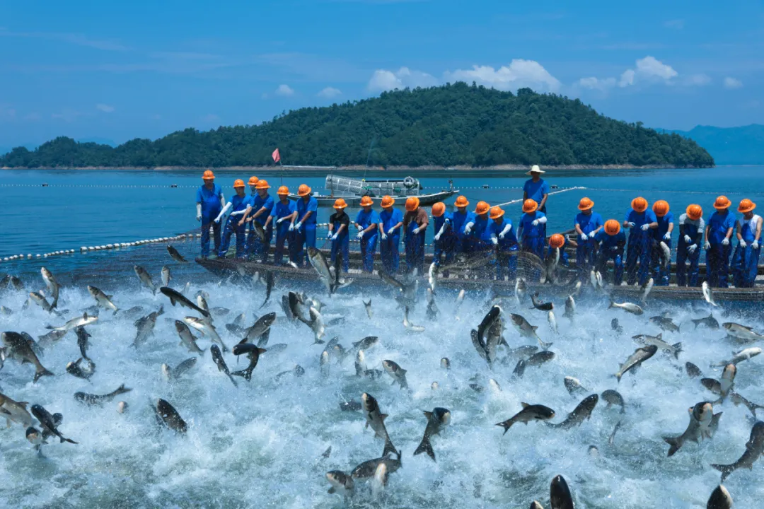 淳牌·有机鱼连续26年获得有机产品认证
