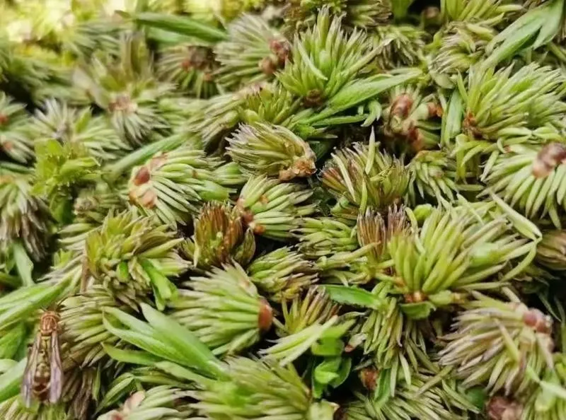 汝阳山珍,仙药杜仲