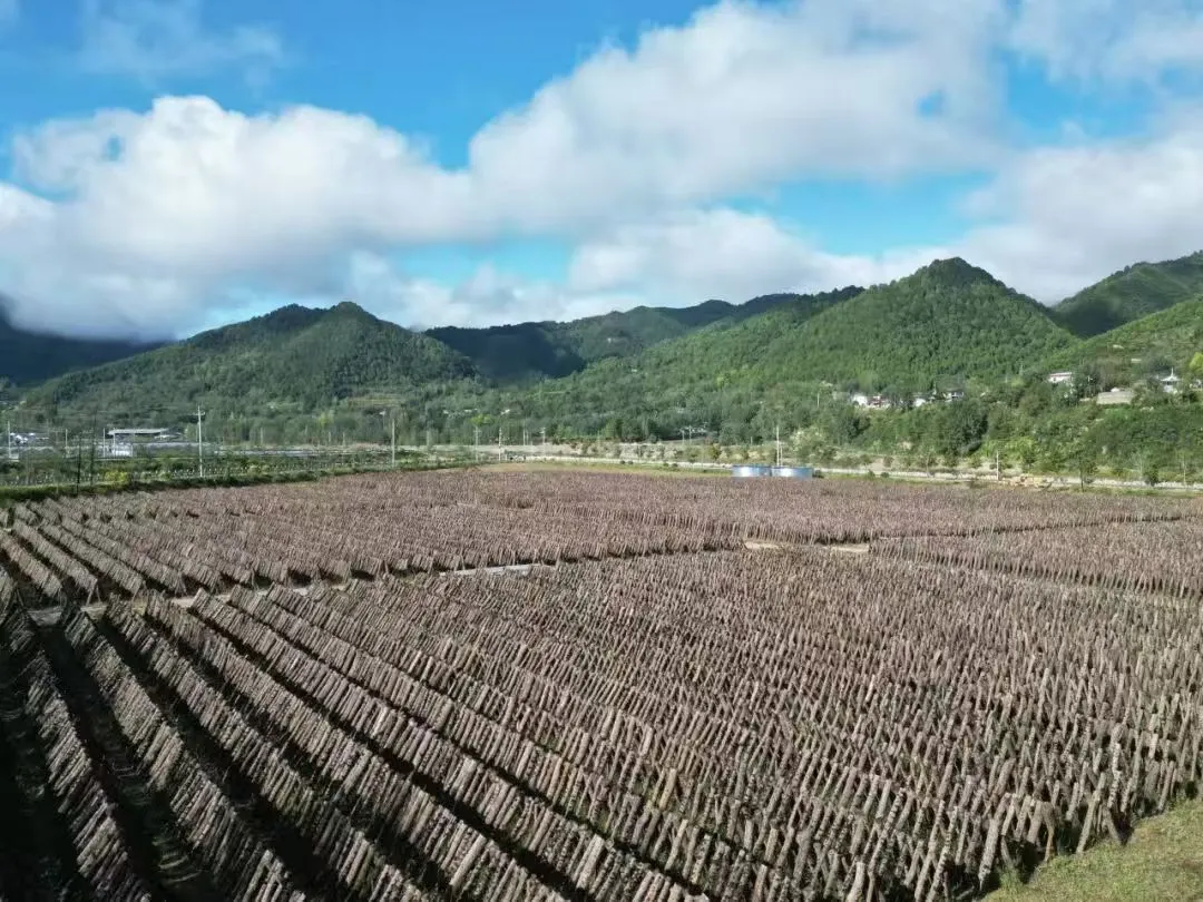 秦岭深处的有机食材之两当县“全域有机”发展的破局与前景