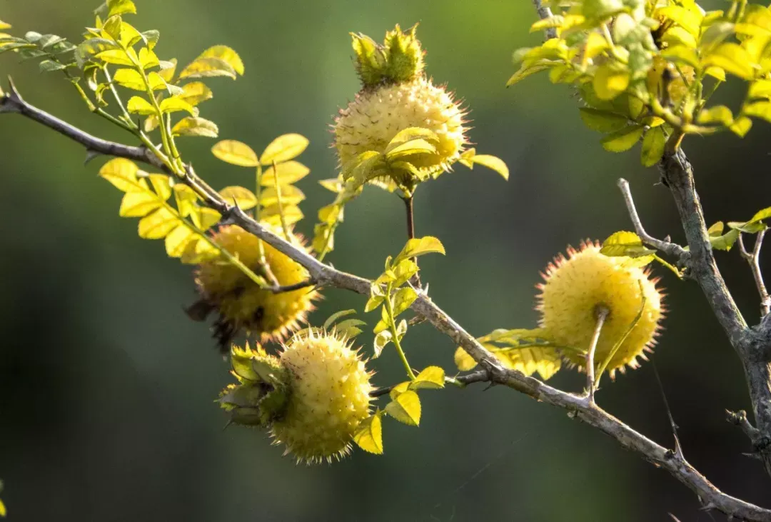 贵州山王果刺梨：天然有机食品，健康守护神在多彩贵州的深山之中
