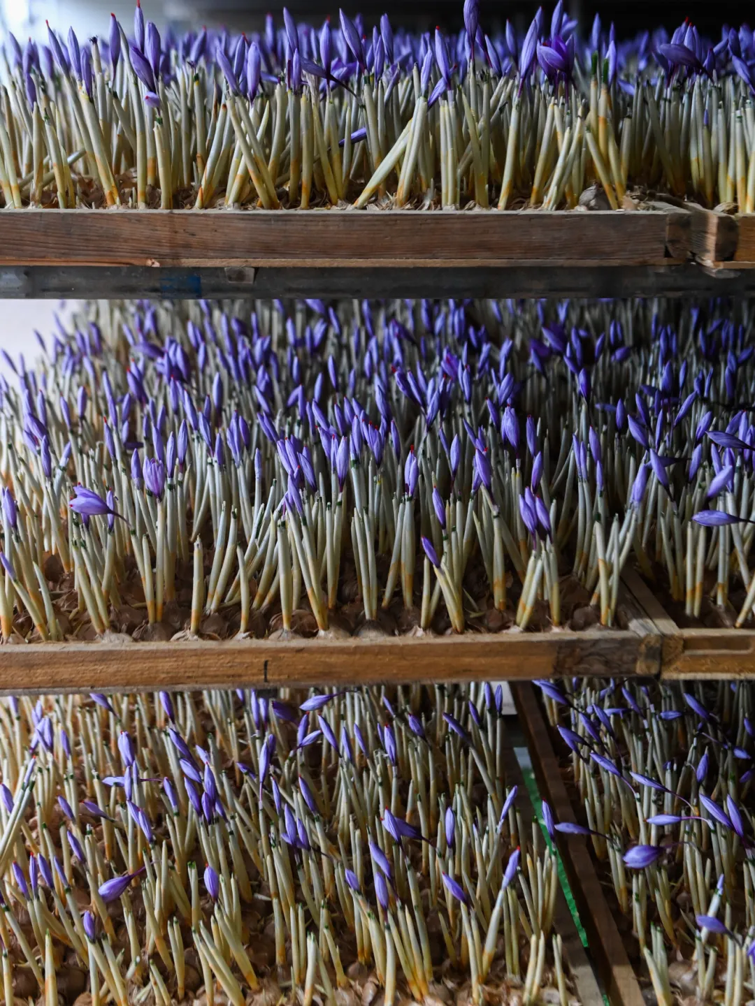 当餐优选食材香气扑鼻!建德产“紧俏货”又上新