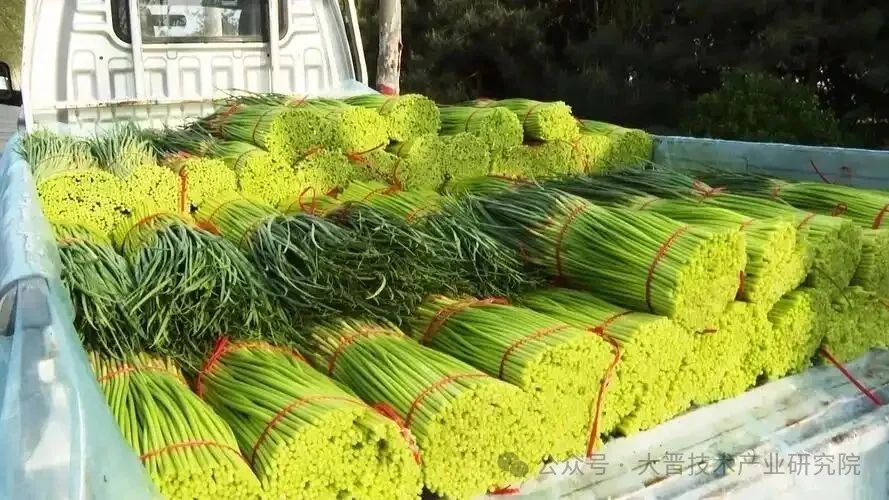 蒜薹食材供应链配送与管理报告