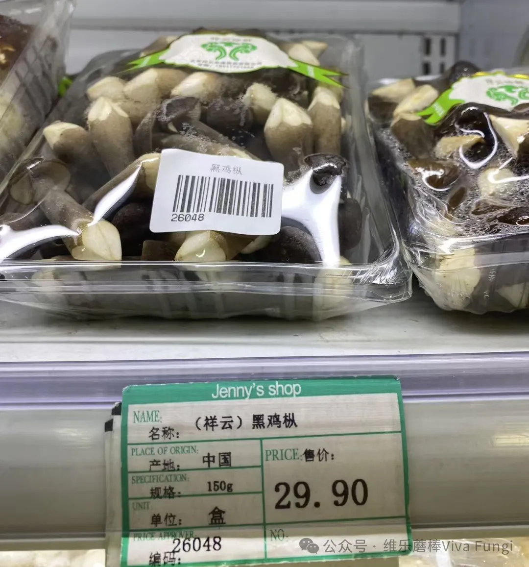 当餐解锁舌尖上的“山珍级”鲜味密码黑皮鸡枞