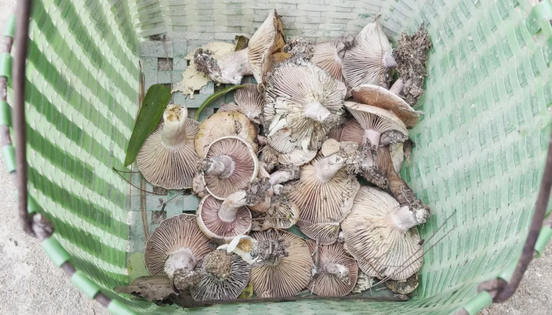 崇阳松林寻“宝” 品自然山珍本味