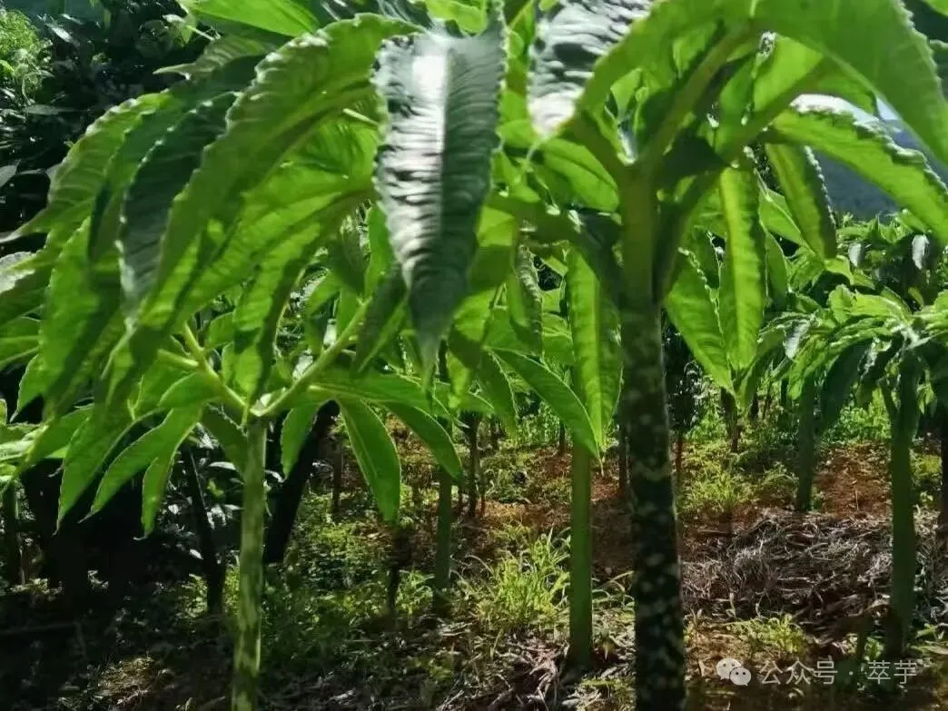 藏在山川民族里的饮食智慧一芋百味
