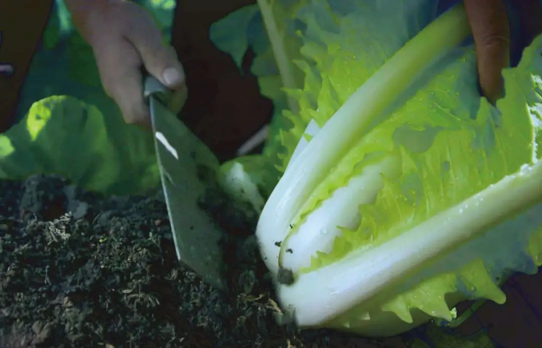 酸菜天花板!当餐优选味道正、有机、安全、健康!