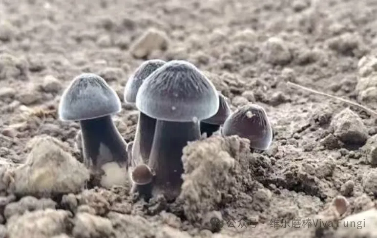 当餐解锁舌尖上的“山珍级”鲜味密码黑皮鸡枞