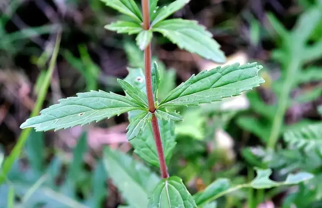 当餐解读原植物与药材野马追