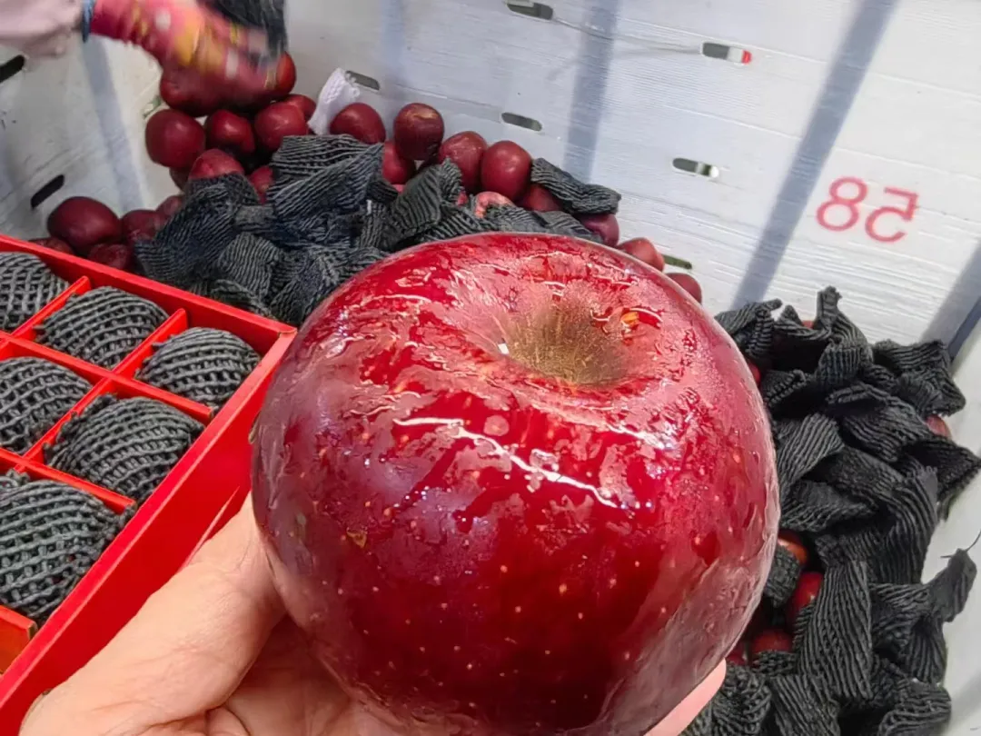 昭通黑卡苹果,香甜爽脆,满口都是醇厚香甜的苹果香气