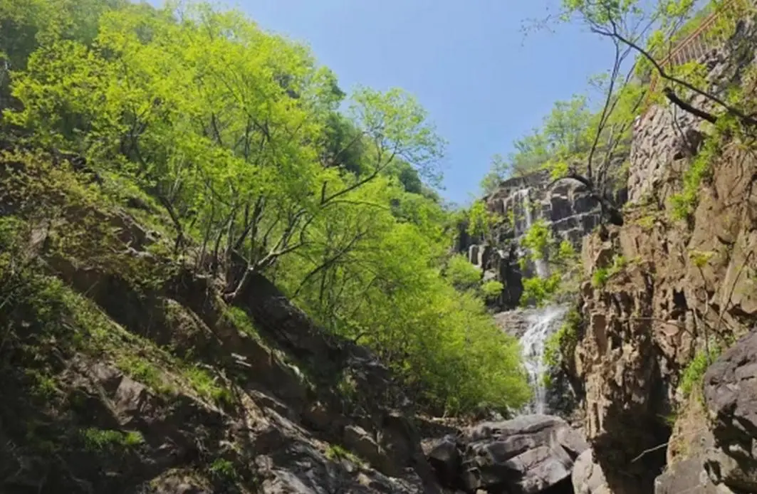 汝阳山珍,仙药杜仲