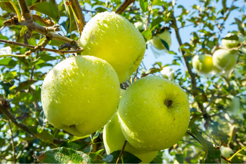 当餐食材青森苹果，水蜜桃般的多汁与苹果的脆甜，青翠又带点蜜桃粉