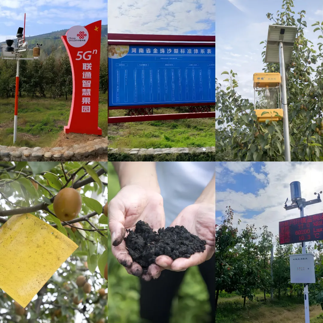 金珠沙梨集多种野果风味于一体,鲜吃酸甜适宜,蒸煮软糯可口!