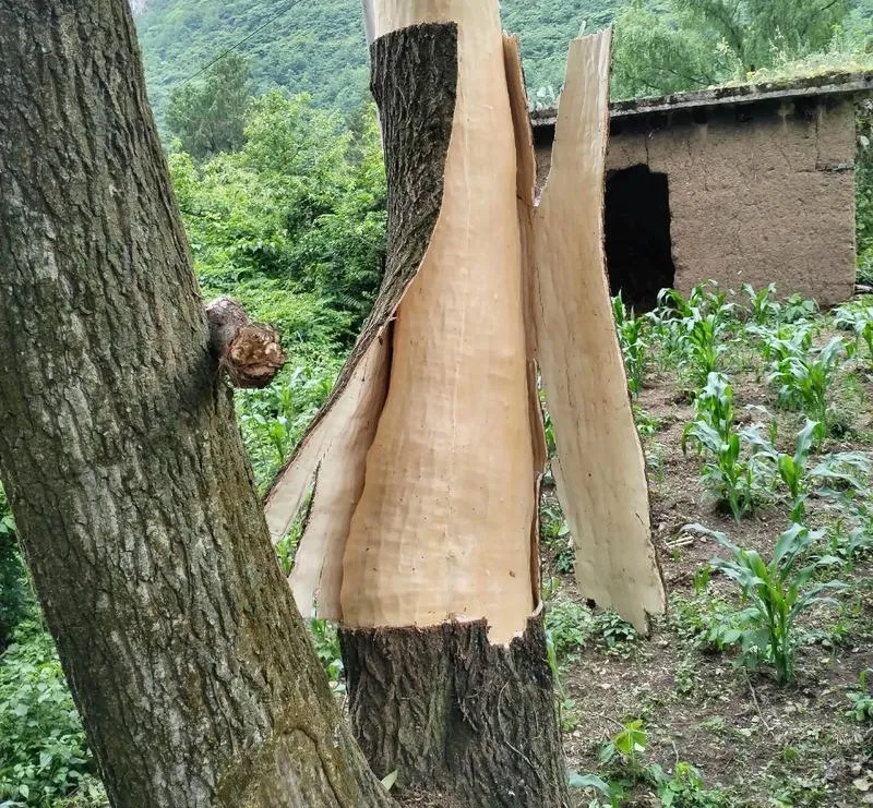 汝阳山珍,仙药杜仲