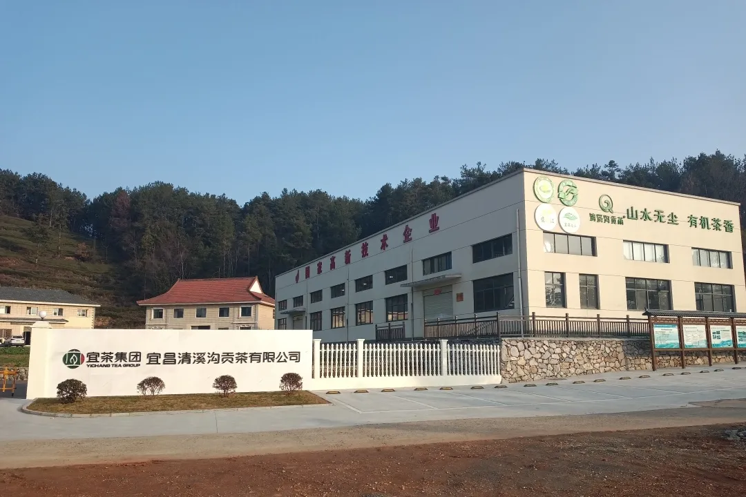 一片茶叶的有机之旅