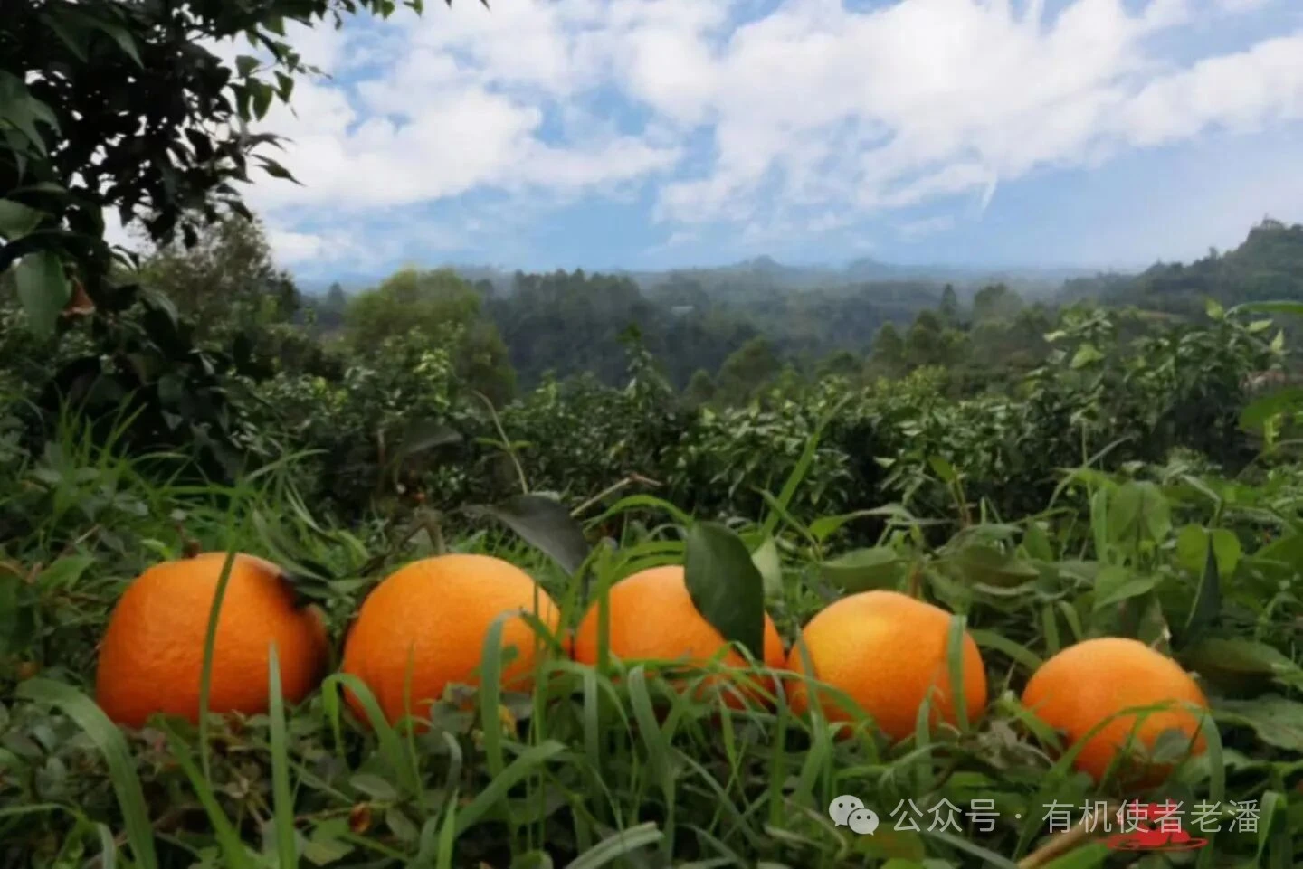 当餐优选产自四川乐山的有机爱媛三八果冻橙上市了
