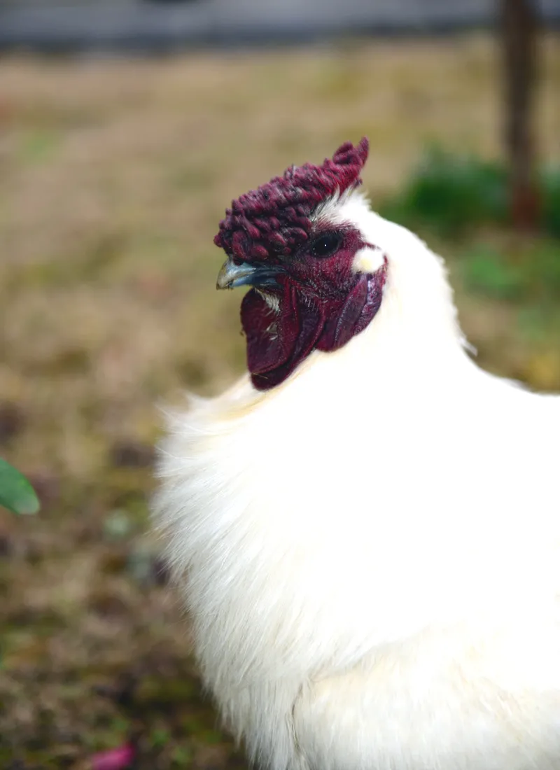 当餐美食炖鸡汤!真正的鸡汤~教你煲出美味的鸡汤