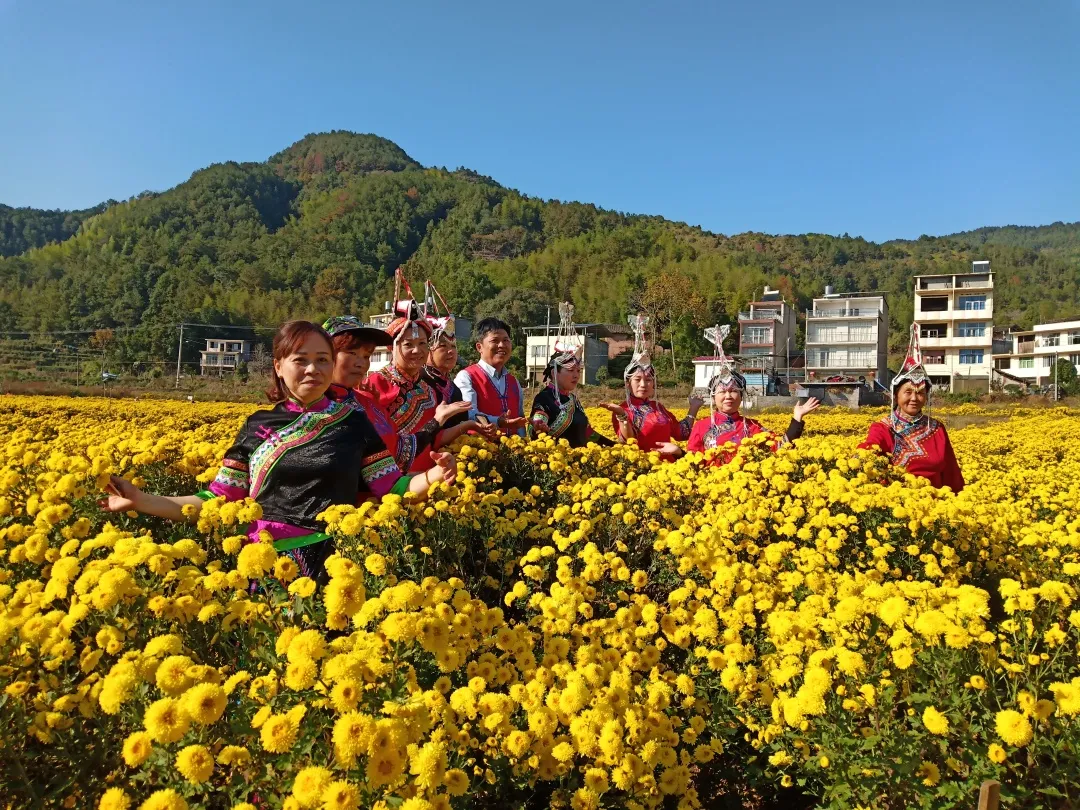 新品上市啦！皇菊口感清甜，快来尝鲜