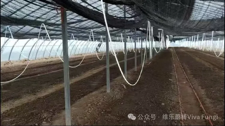 当餐解锁舌尖上的“山珍级”鲜味密码黑皮鸡枞