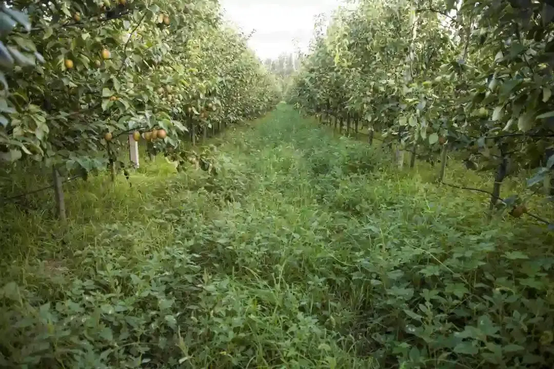 金珠沙梨集多种野果风味于一体,鲜吃酸甜适宜,蒸煮软糯可口!