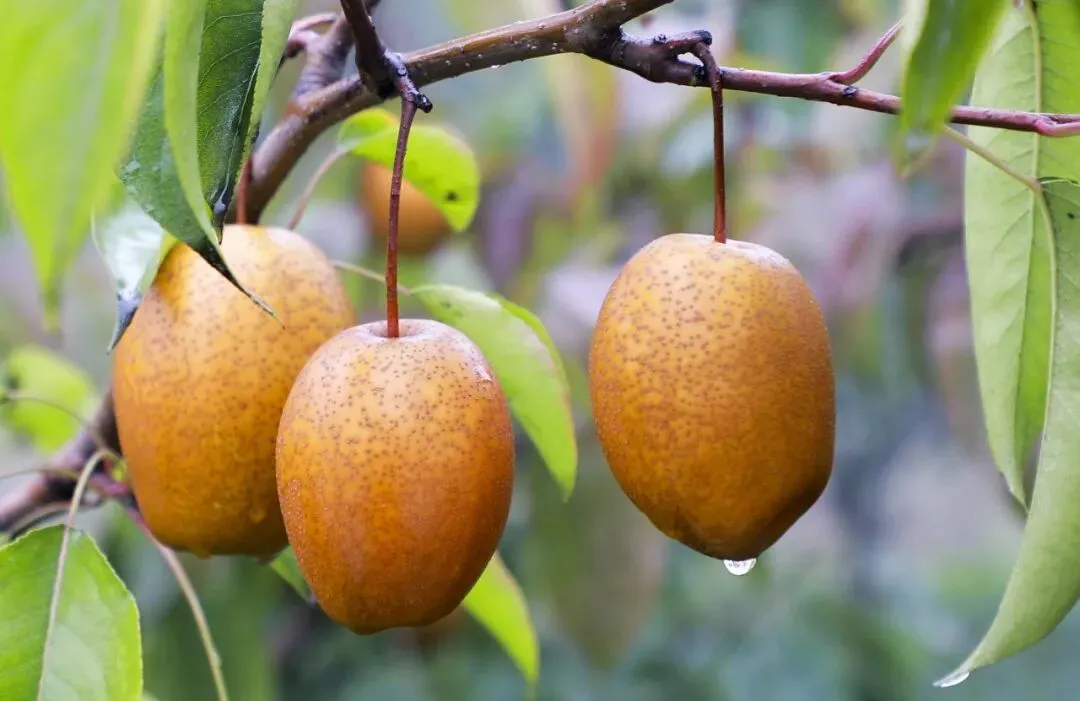金珠沙梨集多种野果风味于一体，鲜吃酸甜适宜，蒸煮软糯可口！