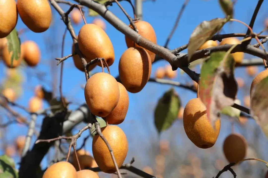 金珠沙梨集多种野果风味于一体,鲜吃酸甜适宜,蒸煮软糯可口!