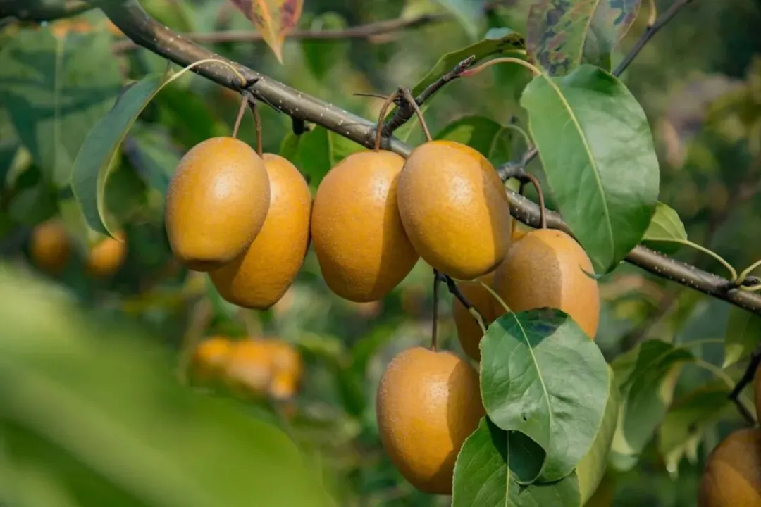 金珠沙梨集多种野果风味于一体,鲜吃酸甜适宜,蒸煮软糯可口!