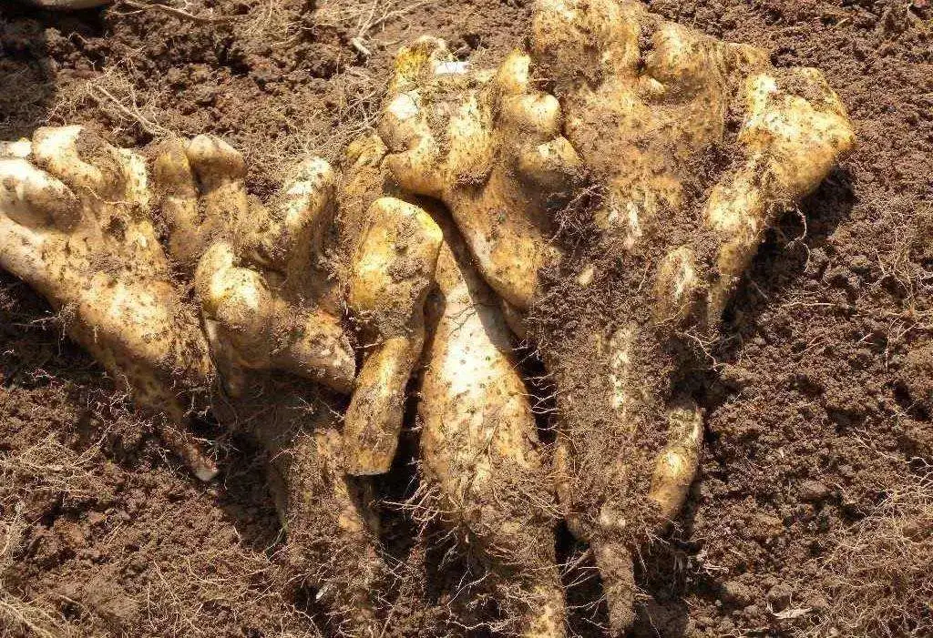 “舌尖上的黄冈”特色美食打卡攻略