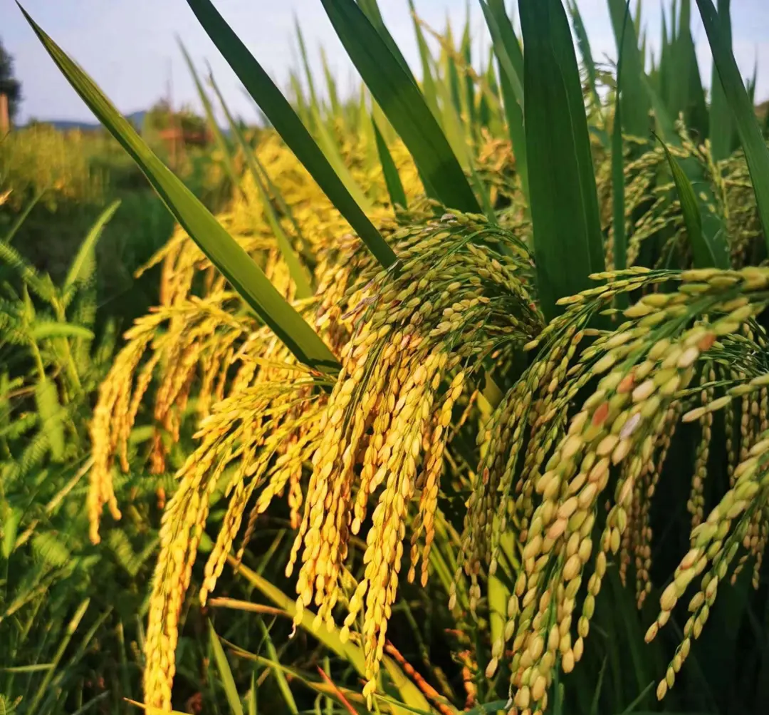 低调的“止汗专家”糯稻根