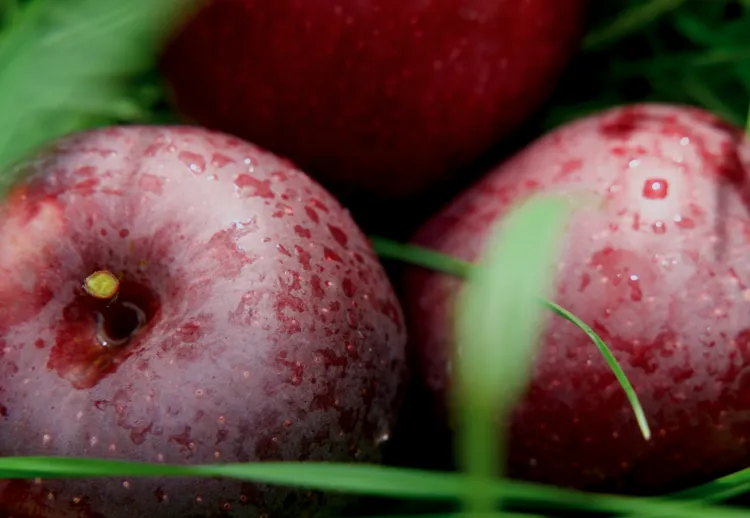 昭通黑卡苹果,香甜爽脆,满口都是醇厚香甜的苹果香气