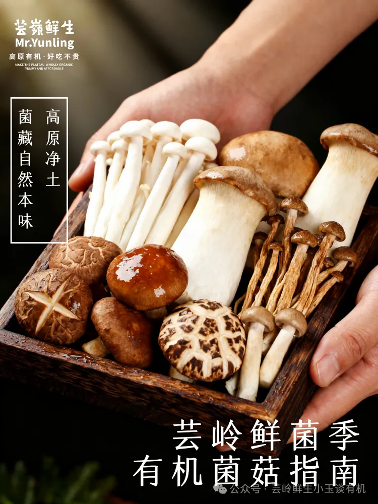当餐鲜生鲜菌季·有机海鲜菇食用指南