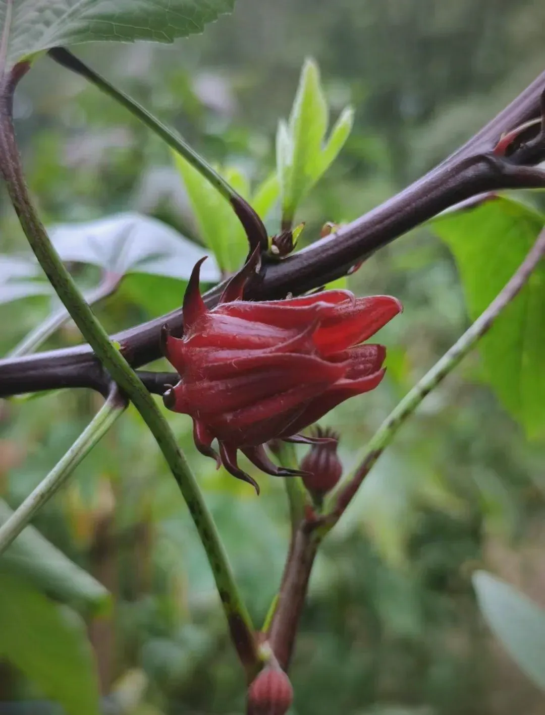 当餐食材推荐“洛神花”的美艳玫瑰茄