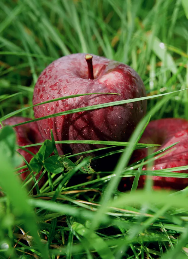 昭通黑卡苹果,香甜爽脆,满口都是醇厚香甜的苹果香气