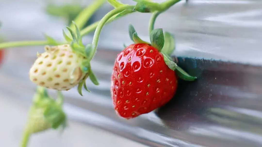 当餐优选食材香气扑鼻!建德产“紧俏货”又上新