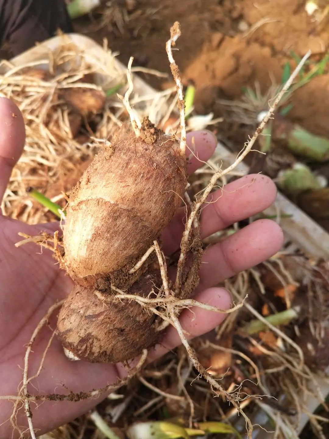 奶香味的小芋头,越吃越上头