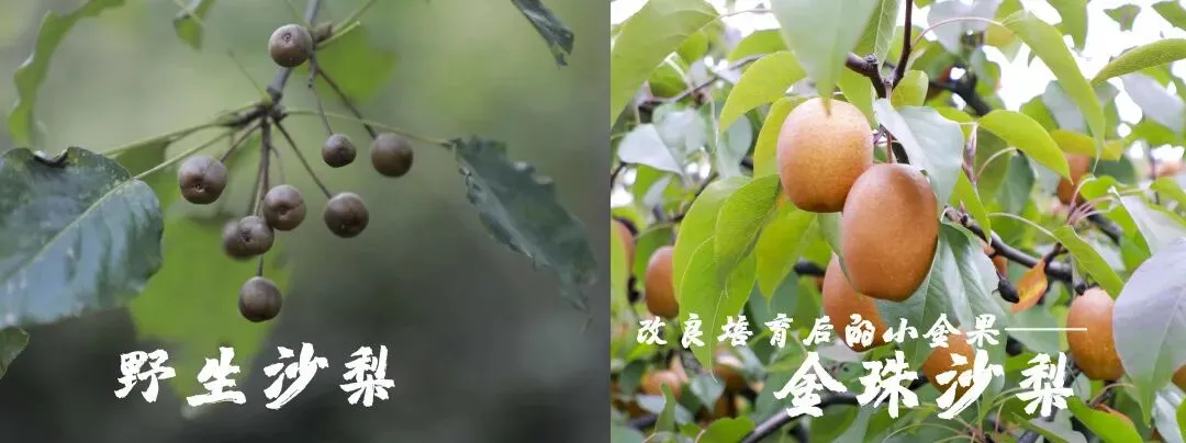 金珠沙梨集多种野果风味于一体,鲜吃酸甜适宜,蒸煮软糯可口!