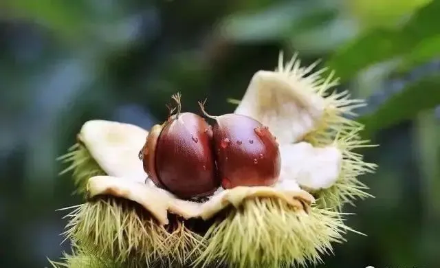 “舌尖上的黄冈”特色美食打卡攻略