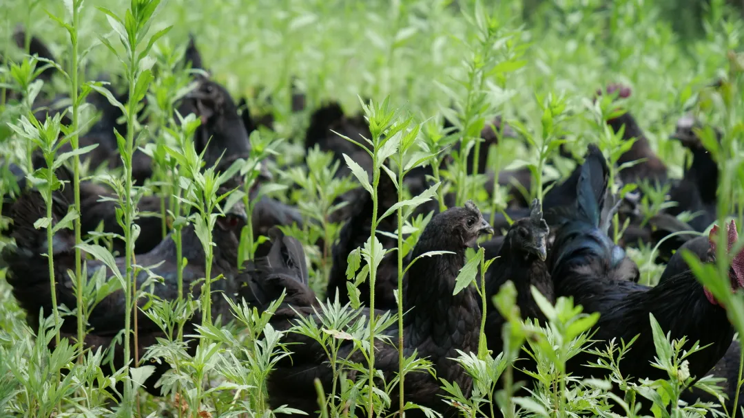 秦岭深处的有机食材之两当县“全域有机”发展的破局与前景
