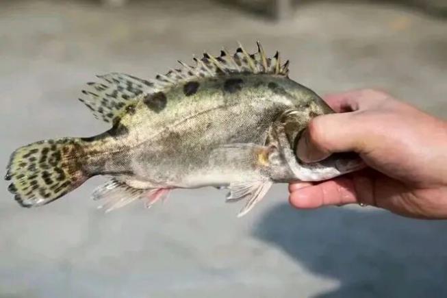 绵阳十大美食,川北的味觉密码藏不住了!