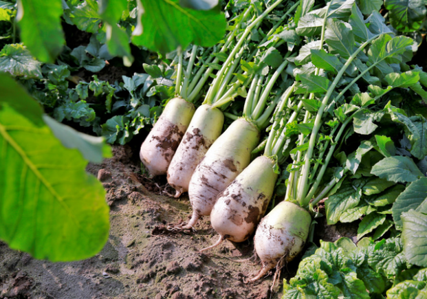 “舌尖上的黄冈”特色美食打卡攻略