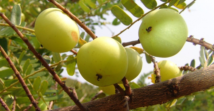 药食同源余甘子，巧搭食材更养生