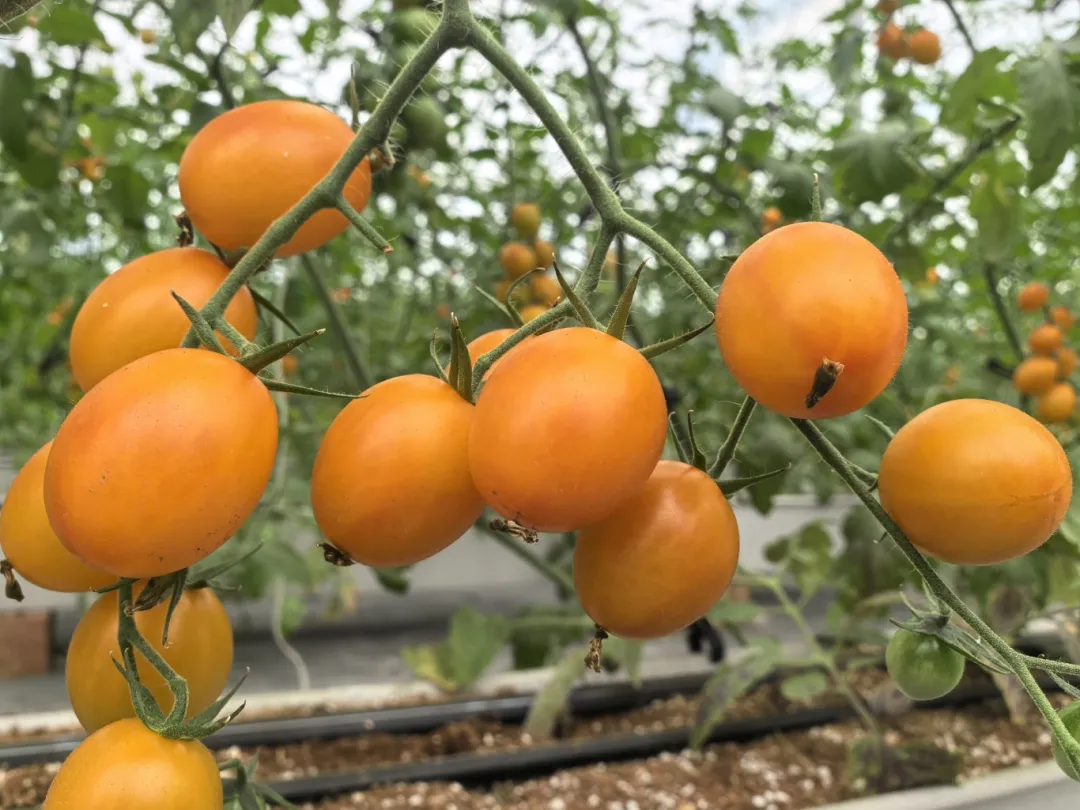 新品扎堆“甜”出圈 采摘乐趣持续至明年春