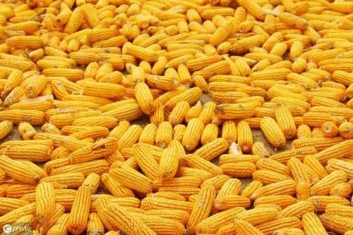 儿童的健康问题,当餐从食材开始守护